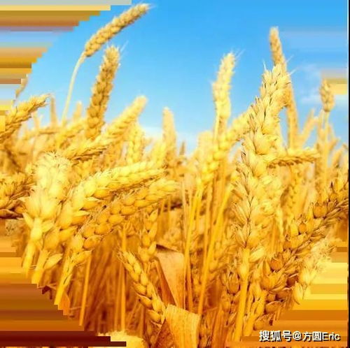 良好農(nóng)業(yè)規(guī)范（GAP）與初級農(nóng)產(chǎn)品 定義、核心與實踐意義